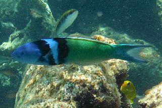 Thalassoma bifasciatum - Blaukopf-Lippfisch (Blaukopf Junker)